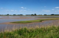 Nationaal Park De Biesbosch