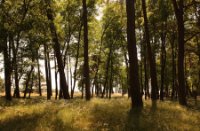 Nationaal Park De Hoge Veluwe 