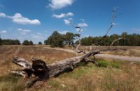 Nationaal Park De Hoge Veluwe 