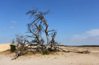 Nationaal Park De Hoge Veluwe 