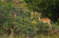 Damherten in de AWD
