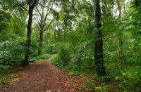 Het Staelduinse Bos, Het Staelduinse Bos