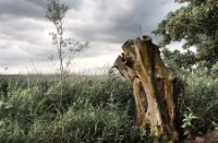 Nationaal Park De Biesbosch
