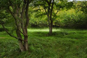 Natuurgebied Meijendel