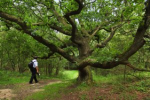 Natuurgebied Meijendel