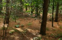 Rucphense Bossen