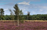 Uitgestrekte Rucphense Heide in bloei