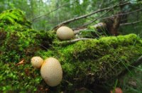 Rucphense Bossen