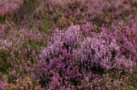 Struikheide - Rucphense Bossen