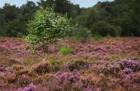 Rucphense Heide in bloei