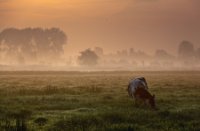 Weiland naast De Zouweboezem