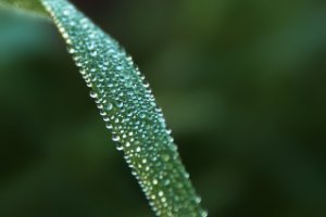 Dauwdruppels op rietblaadje in de Zouweboezem