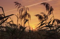 Zonsopgang op de vondelpad naar kijkscherm in de Zouweboezem