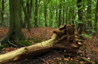 Het Staelduinse Bos, Het Staelduinse Bos