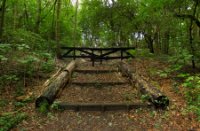 Het Staelduinse Bos, Het Staelduinse Bos