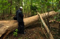 Het Staelduinse Bos, Het Staelduinse Bos