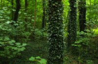 Het Staelduinse Bos, Het Staelduinse Bos
