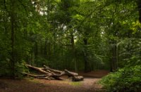 Het Staelduinse Bos, Het Staelduinse Bos
