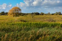 Korendijkse Slikken, Korendijkse Slikken