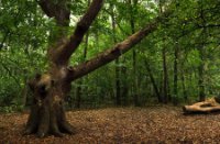 Het Staelduinse Bos, Het Staelduinse Bos