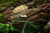 Amsterdamse Waterleidingduinen, Amsterdamse Waterleidingduinen
