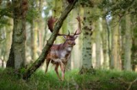 Amsterdamse Waterleidingduinen, Amsterdamse Waterleidingduinen