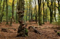 Boswachterij Speulderbos en Sprielderbos, Boswachterij Speulderbos en Sprielderbos