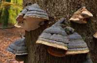 Boswachterij Speulderbos en Sprielderbos, Boswachterij Speulderbos en Sprielderbos