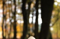 Boswachterij Speulderbos en Sprielderbos, Boswachterij Speulderbos en Sprielderbos