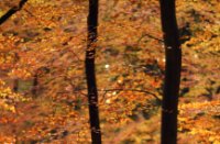 Boswachterij Speulderbos en Sprielderbos, Boswachterij Speulderbos en Sprielderbos