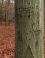 Amerongse Bos