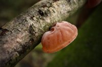 Midden Delfland Broekpolder