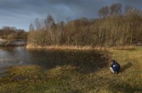 Waterbos, Duinen van Voorne