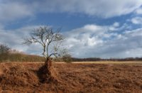 Amsterdamse Waterleidingduinen, Amsterdamse Waterleidingduinen