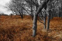 Amsterdamse Waterleidingduinen, Amsterdamse Waterleidingduinen
