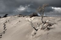 Amsterdamse Waterleidingduinen, Amsterdamse Waterleidingduinen