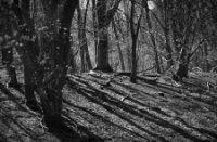 Amsterdamse Waterleidingduinen, Amsterdamse Waterleidingduinen