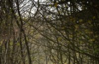 Amsterdamse Waterleidingduinen, Amsterdamse Waterleidingduinen