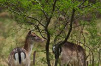 Amsterdamse Waterleidingduinen, Amsterdamse Waterleidingduinen
