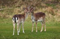 Amsterdamse Waterleidingduinen, Amsterdamse Waterleidingduinen