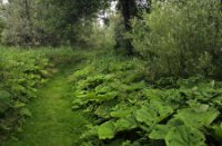 Nationaal Park De Biesbosch