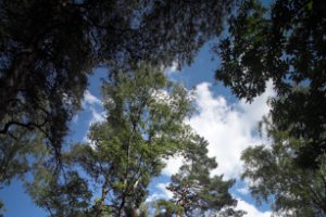 Leersumse Veld