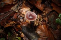Het Staelduinse Bos, Het Staelduinse Bos