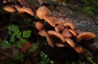 Het Staelduinse Bos, Het Staelduinse Bos
