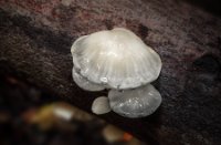 Het Staelduinse Bos, Het Staelduinse Bos