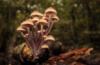 Het Staelduinse Bos, Het Staelduinse Bos