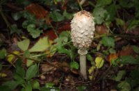 Het Staelduinse Bos, Het Staelduinse Bos