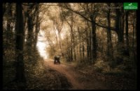 Het Staelduinse Bos, Het Staelduinse Bos