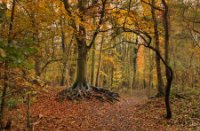 Het Staelduinse Bos, Het Staelduinse Bos