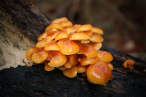 Het Staelduinse Bos